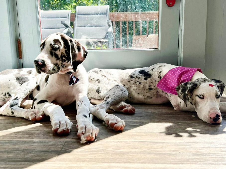 A pup-lar spot: Beacon Business Spotlight on Pink Dog in Boxborough